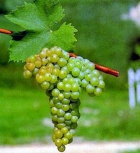 Uva pecorino