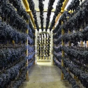 VERNACCIA DI SERRAPETRONA APPASSIMENTO