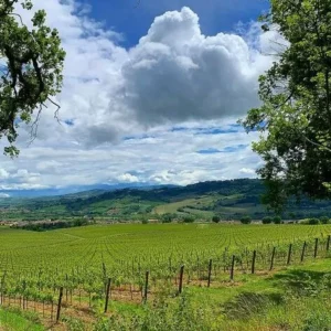 Verdicchio nelle Marche