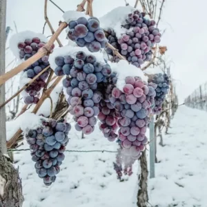 EISWEIN