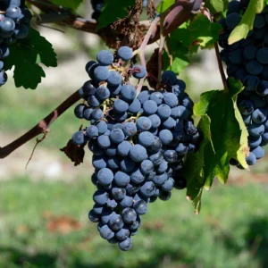 Vernaccia nera