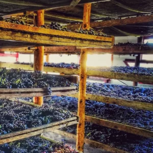 appassimento-uve-valpolicella