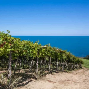 Pecorino lungo la costa